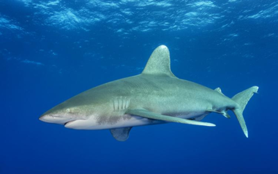 Sharks are already in serious trouble worldwide